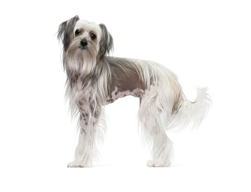 African dog chinese crested hot sale dog